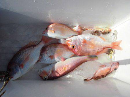 大進丸(新潟) 釣果