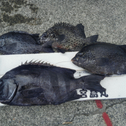 宮島丸 釣果