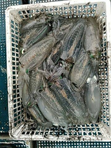 フィッシングガイド りょう 釣果