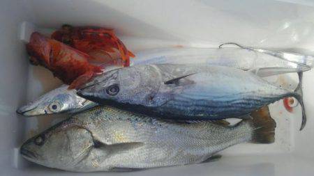 遊漁船 新鋭丸 釣果