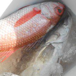 こうゆう丸 釣果