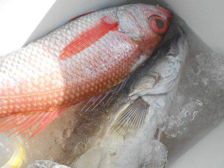 こうゆう丸 釣果