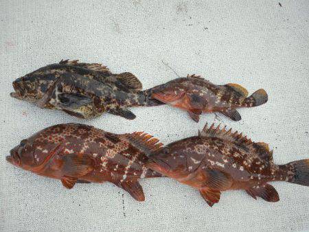 TOPGUN名古屋 釣果