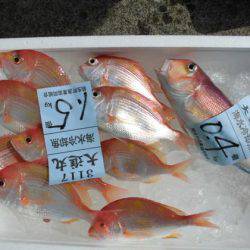 大進丸(新潟) 釣果