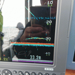 遊漁船ブルーウッズ 釣果