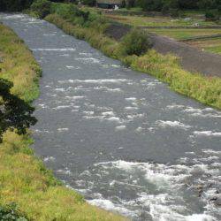 狩野川(狩野川漁業協同組合) 釣果