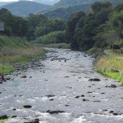狩野川(狩野川漁業協同組合) 釣果