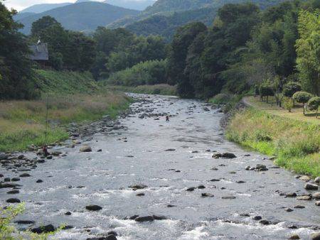 狩野川(狩野川漁業協同組合) 釣果