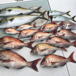 ふじしめ丸 釣果