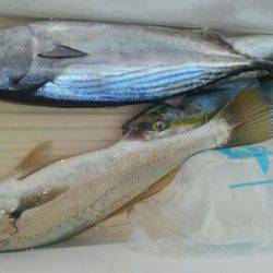 遊漁船 新鋭丸 釣果