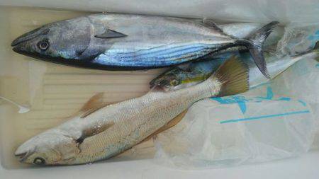 遊漁船 新鋭丸 釣果