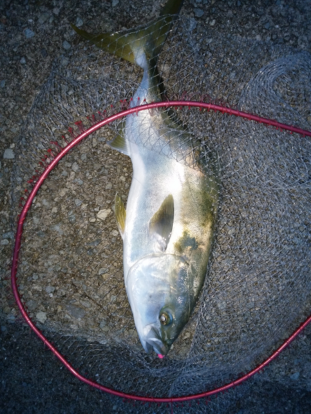 曲がりのメジロ