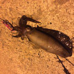 秋イカ！エギング！