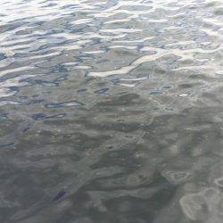 初チヌゲット！