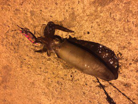 秋イカ！エギング！