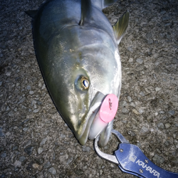 曲がりのメジロ