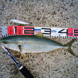 アオリタックルで76cm・3.5kgのシーバス