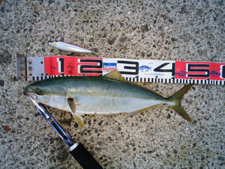 アオリタックルで76cm・3.5kgのシー…