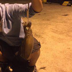 秋イカ！エギング！