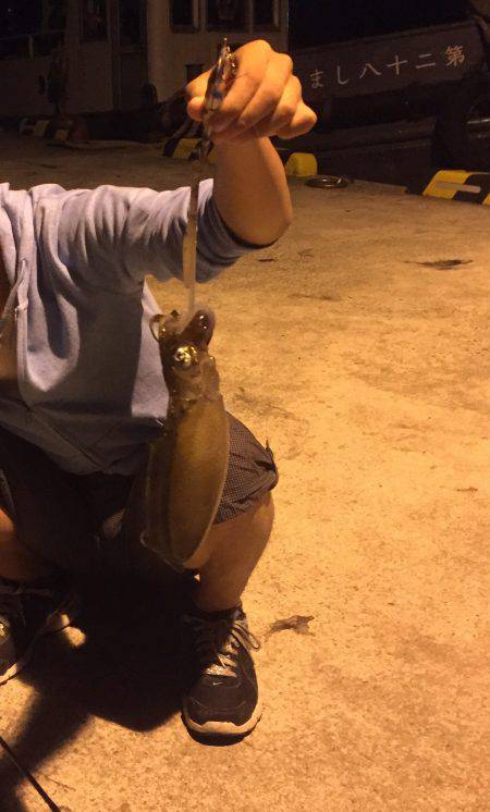 秋イカ！エギング！