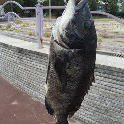 初チヌゲット！