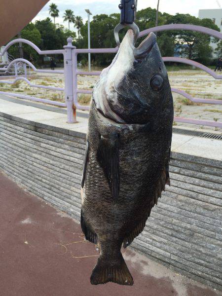 初チヌゲット！