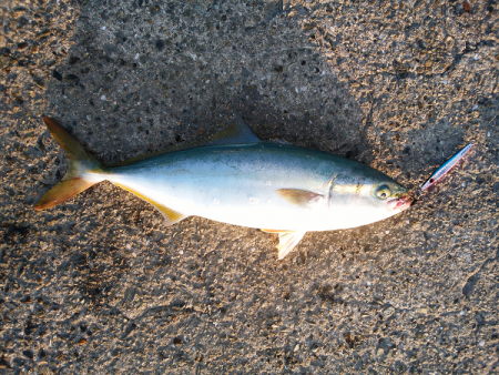 太刀魚&青物狙い