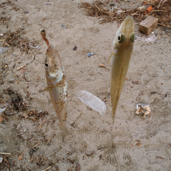 キス不調は続く・・・