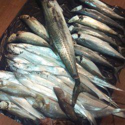 1日頑張るとめちゃ釣れた