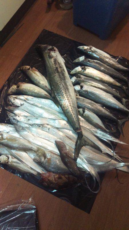 1日頑張るとめちゃ釣れた