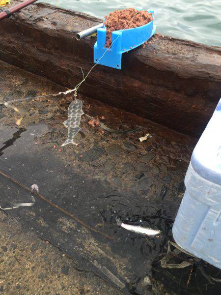 ソーダガツオ狙い