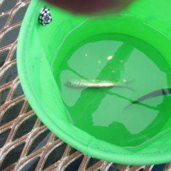 オリジナルメーカー海づり公園(市原市海づり施設) 釣果