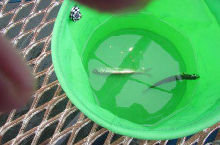 オリジナルメーカー海づり公園(市原市海づり施設) 釣果