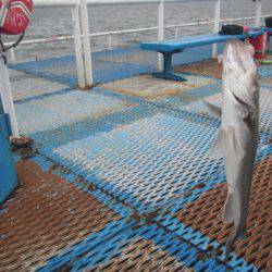 オリジナルメーカー海づり公園(市原市海づり施設) 釣果