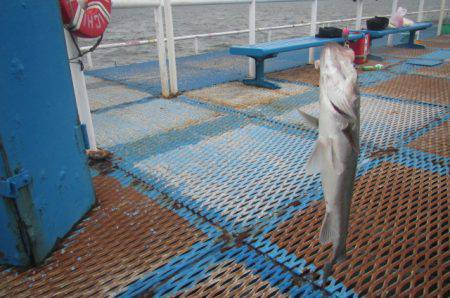オリジナルメーカー海づり公園(市原市海づり施設) 釣果