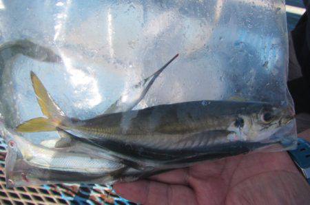 オリジナルメーカー海づり公園(市原市海づり…