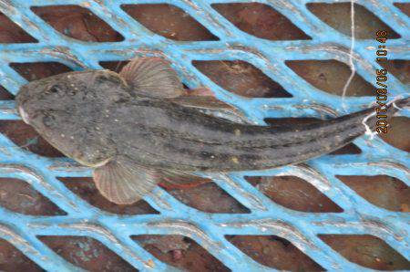 オリジナルメーカー海づり公園(市原市海づり施設) 釣果