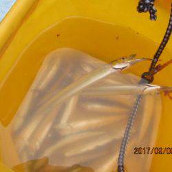 オリジナルメーカー海づり公園(市原市海づり施設) 釣果