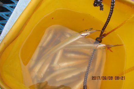 オリジナルメーカー海づり公園(市原市海づり施設) 釣果