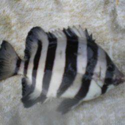 オリジナルメーカー海づり公園(市原市海づり施設) 釣果