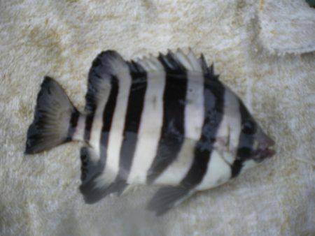 オリジナルメーカー海づり公園(市原市海づり施設) 釣果