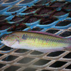 オリジナルメーカー海づり公園(市原市海づり施設) 釣果