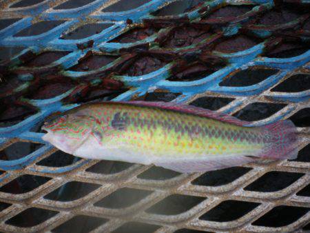 オリジナルメーカー海づり公園(市原市海づり施設) 釣果