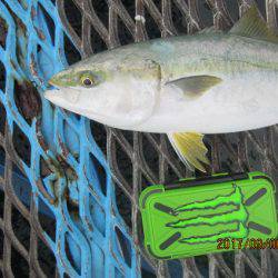 オリジナルメーカー海づり公園(市原市海づり施設) 釣果