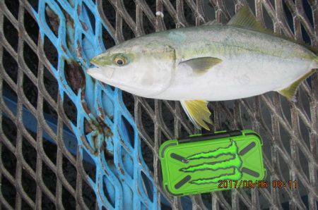 オリジナルメーカー海づり公園(市原市海づり施設) 釣果