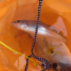 オリジナルメーカー海づり公園(市原市海づり施設) 釣果