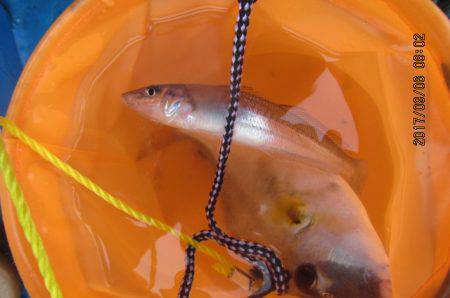 オリジナルメーカー海づり公園(市原市海づり施設) 釣果