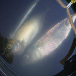 オリジナルメーカー海づり公園(市原市海づり施設) 釣果