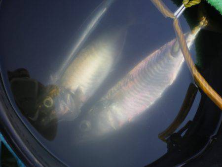 オリジナルメーカー海づり公園(市原市海づり…