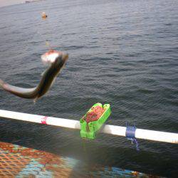 オリジナルメーカー海づり公園(市原市海づり施設) 釣果